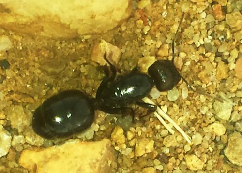 Réf. 208 221 : Messor sp.